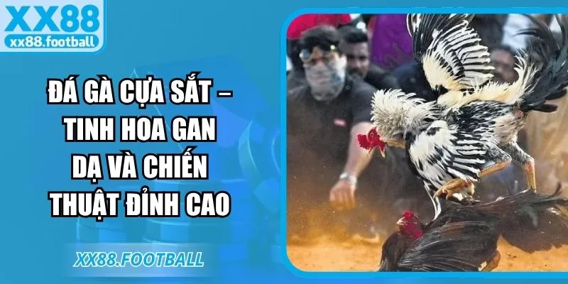 Đá gà cựa sắt – Tinh hoa gan dạ và chiến thuật đỉnh cao