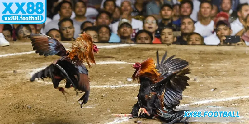 Các hình thức chọi kê thường thấy nhất hiện nay