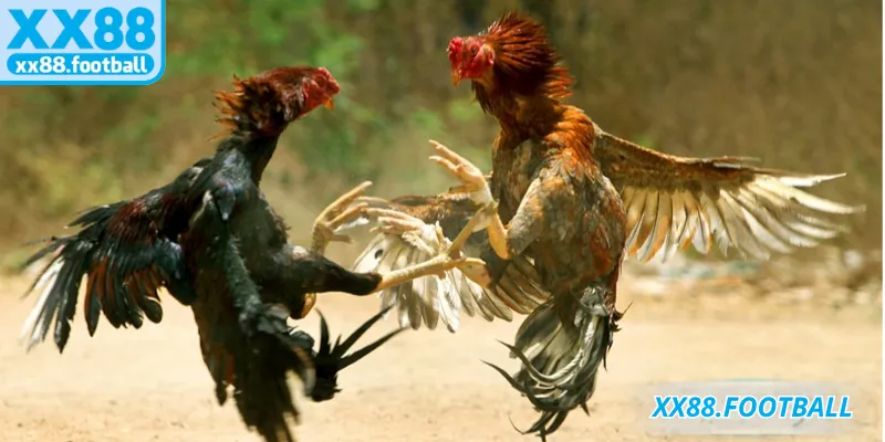 Tìm hiểu thông tin chuyên sâu về sảnh đá gà XX88