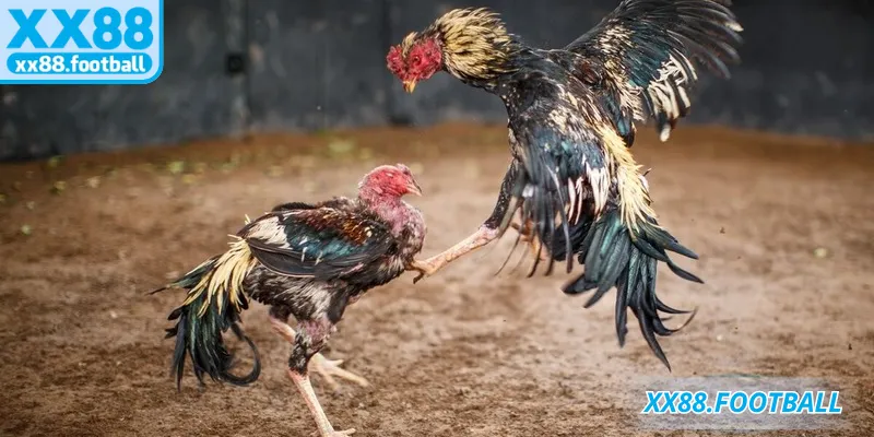 Tỷ lệ thưởng hấp dẫn chỉ có tại đá gà XX88